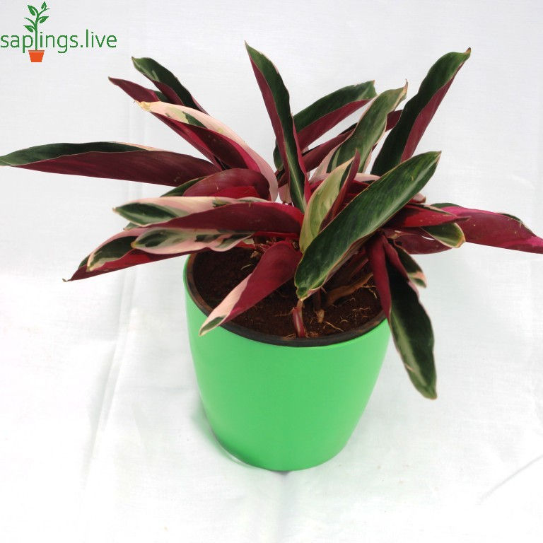 Thumbnail: Best4 - Colorful Foliage Plants House for Indoor