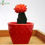 Thumbnail: Moon Cactus or Ruby Ball Cactus (Grafted Orange) Plant