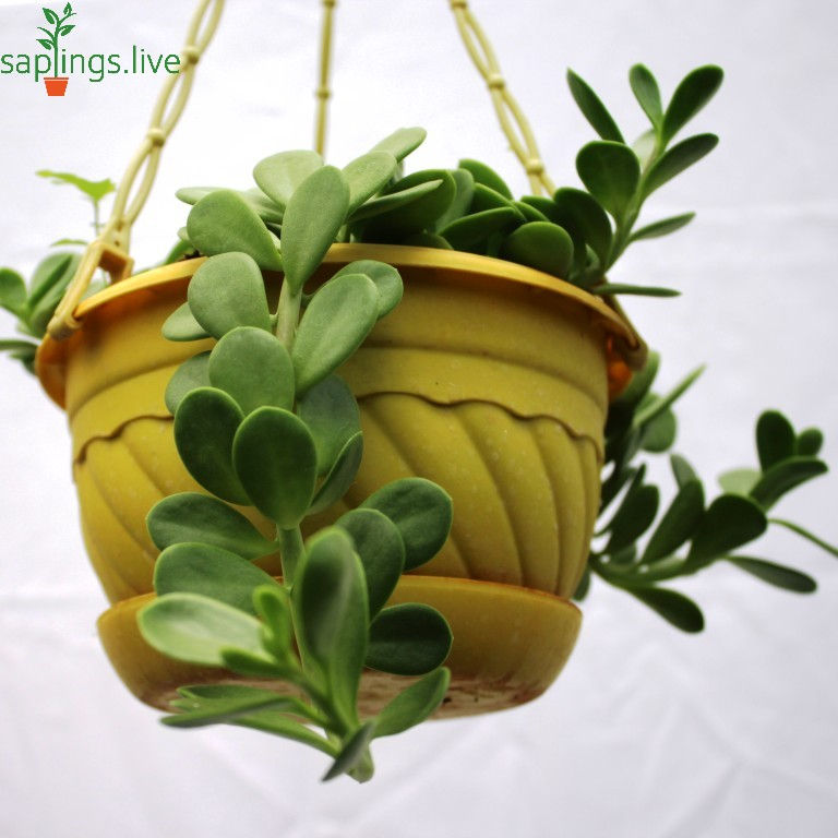Thumbnail: Kleinin Petraea (Trailing Jade) Plant 'Hanging'