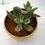 Thumbnail: Echeveria 'Pulv-Oliver'(Red Echeveria)