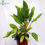 Thumbnail: Aglaonema Silver-Green Plant