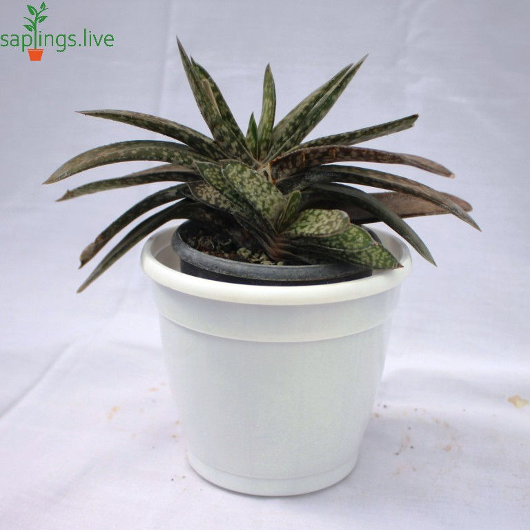 Thumbnail: Gasteria Bicolor (Lawyer's Tongue)