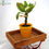 Thumbnail: Euphorbia milii f. Lurea (Yellow Crown of Thorns)