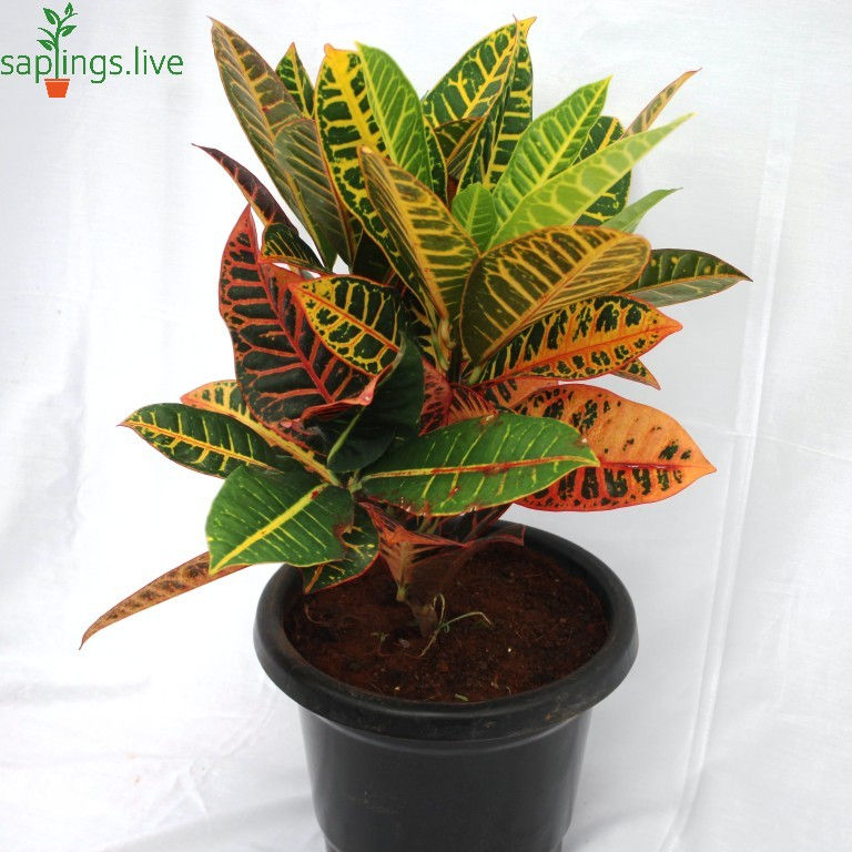 Thumbnail: Croton Plant'Small'