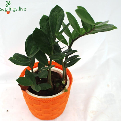Zamioculas Zamifolia (ZZ) Plant