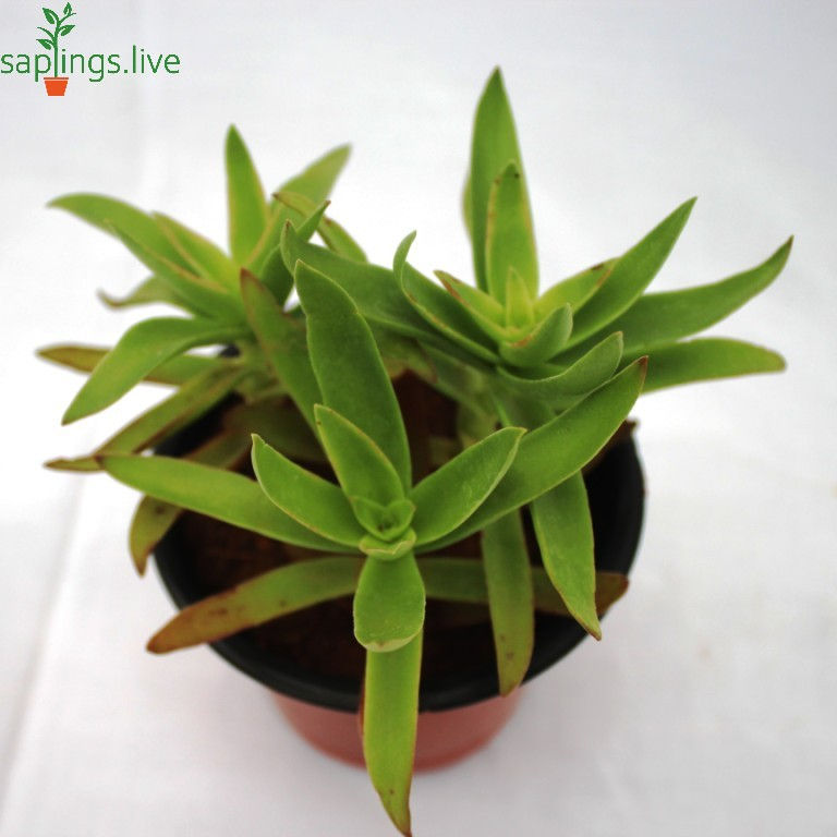 Thumbnail: Crassula Capitella or Campfire Plant- Small