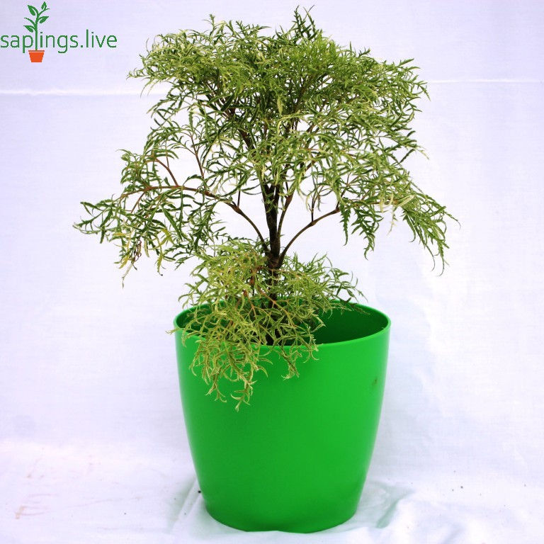 Thumbnail: Polyscias Fruticosa or Variegated Ming Aralia Plant