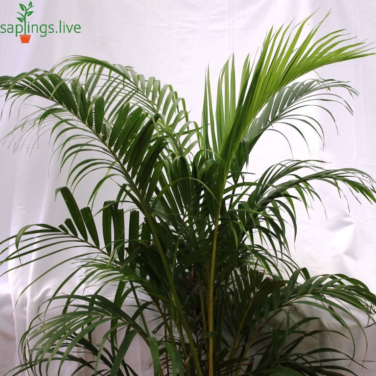 Thumbnail: Areca Palm Plant 'Big'