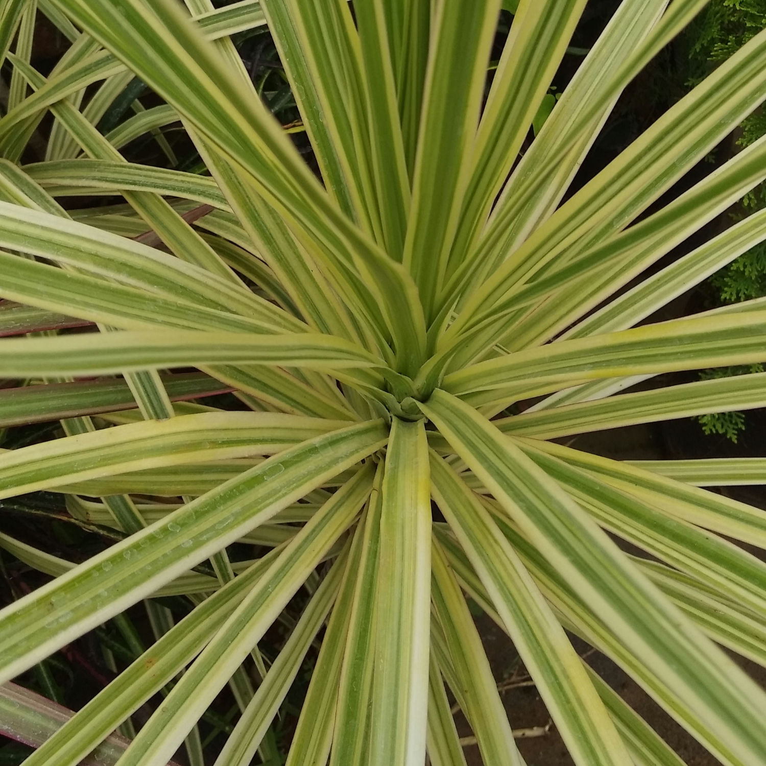Dracaena Marginata