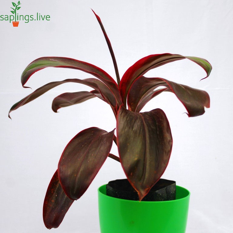 Thumbnail: Cordyline fruticosa 'Tango' Plant