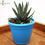 Thumbnail: Haworthiopsis Attenuata (Hankey Dwarf Aloe) Plant