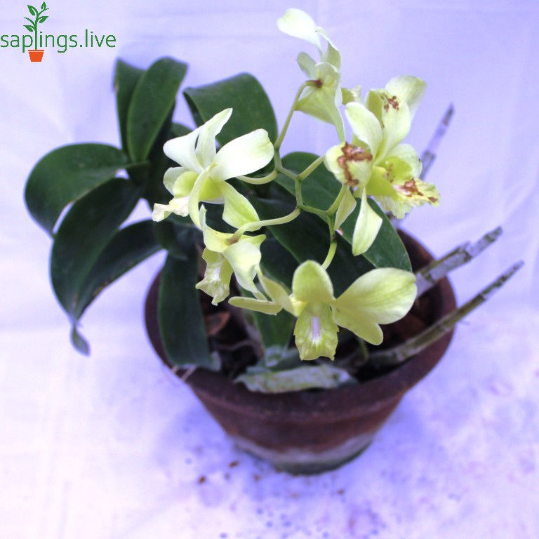 Thumbnail: Dendrobium Orchid Plant 'Yellow-White'