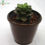 Thumbnail: Best3 - Succulent Plants Combo Pack
