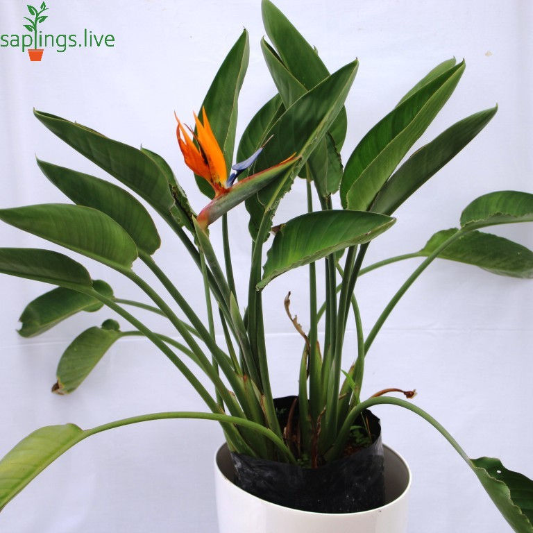 Thumbnail: Strelitzia Plant (Bird of Paradise)