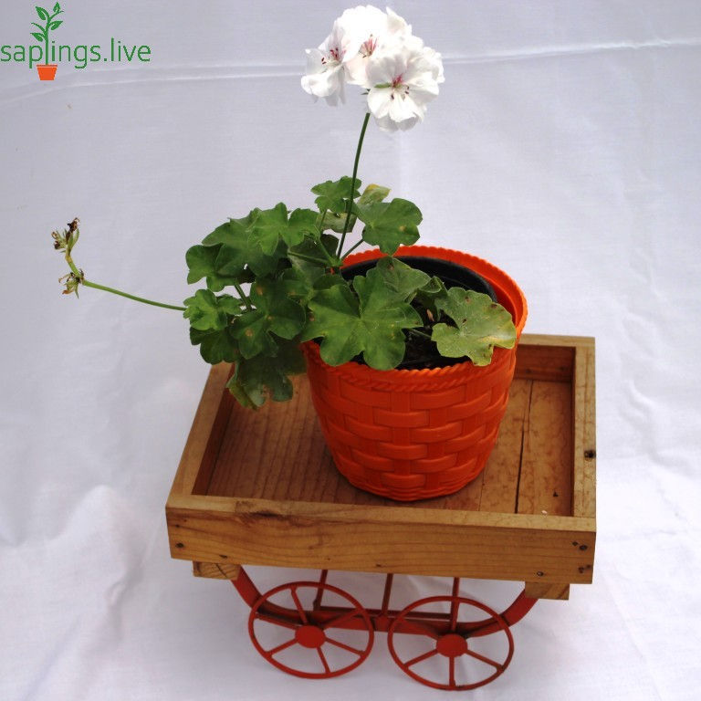 Thumbnail: Ivy Geranium House Plant (White)