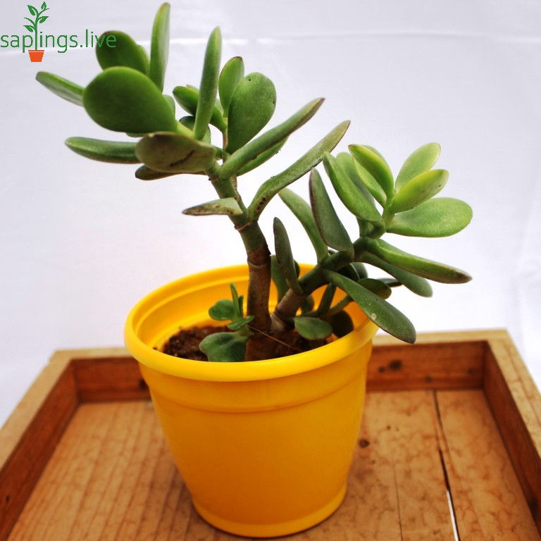 Thumbnail: Jade Plant (Crassula Ovata)