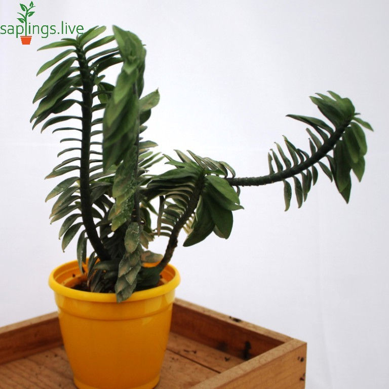 Thumbnail: Pedilanthus tithymaloides (Devil's Backbone)