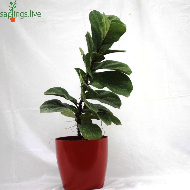 Thumbnail: Fiddle-leaf Fig Plant