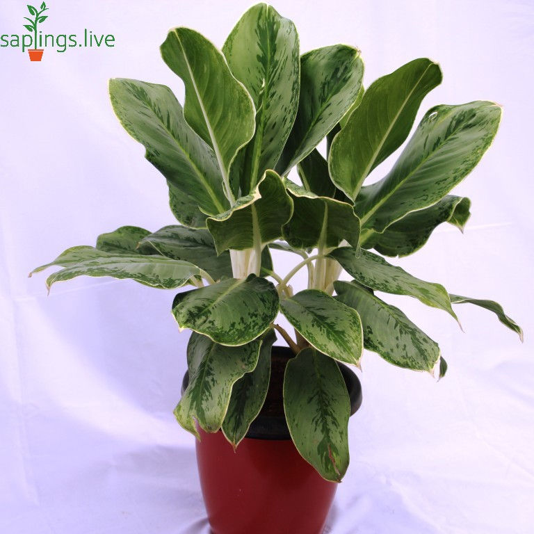 Thumbnail: Aglaonema White Chinese Evergreen, Silver Bay Plant
