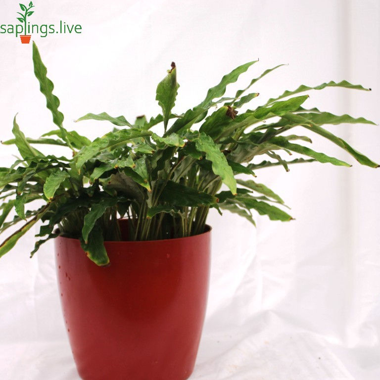 Thumbnail: Victoria Bird Nest Fern