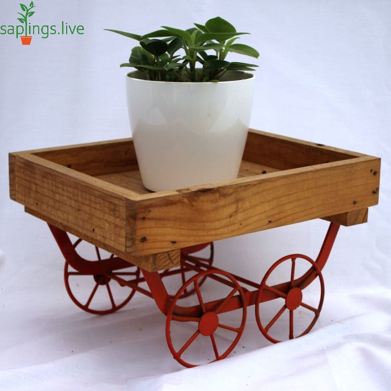 Thumbnail: Teardrop Peperomia Plant