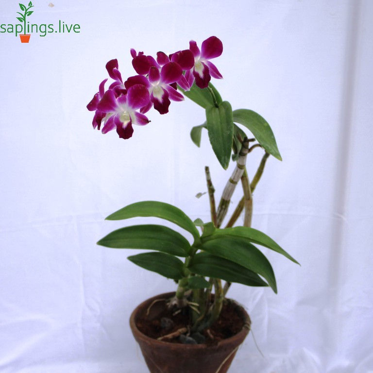Thumbnail: Dendrobium Orchid Plant 'Pink'