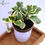 Thumbnail: Peperomia Plant