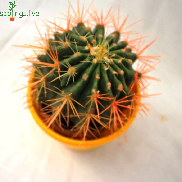 Thumbnail: Golden Barrel Cactus (Echinocactus)