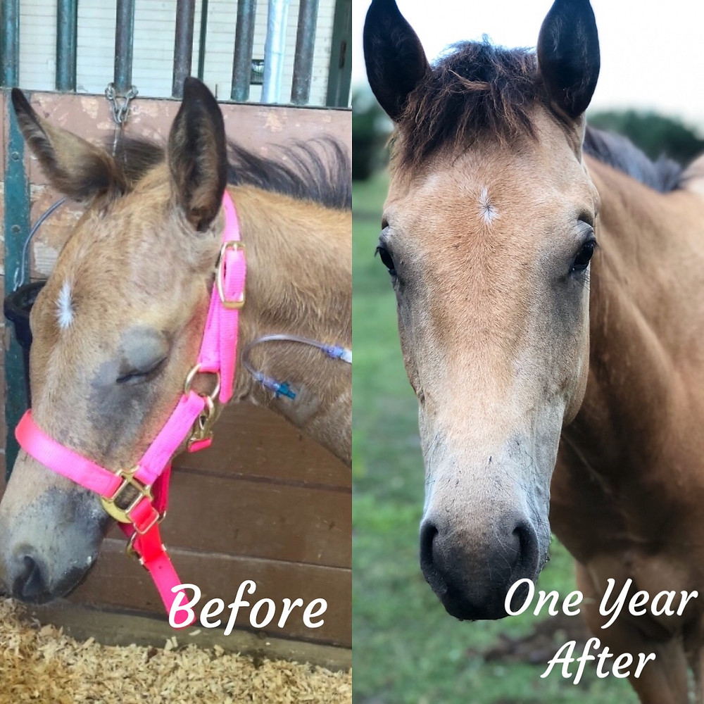 Buckskin filly before and after illness