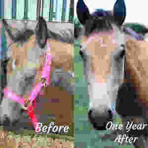 Buckskin filly before and after illness