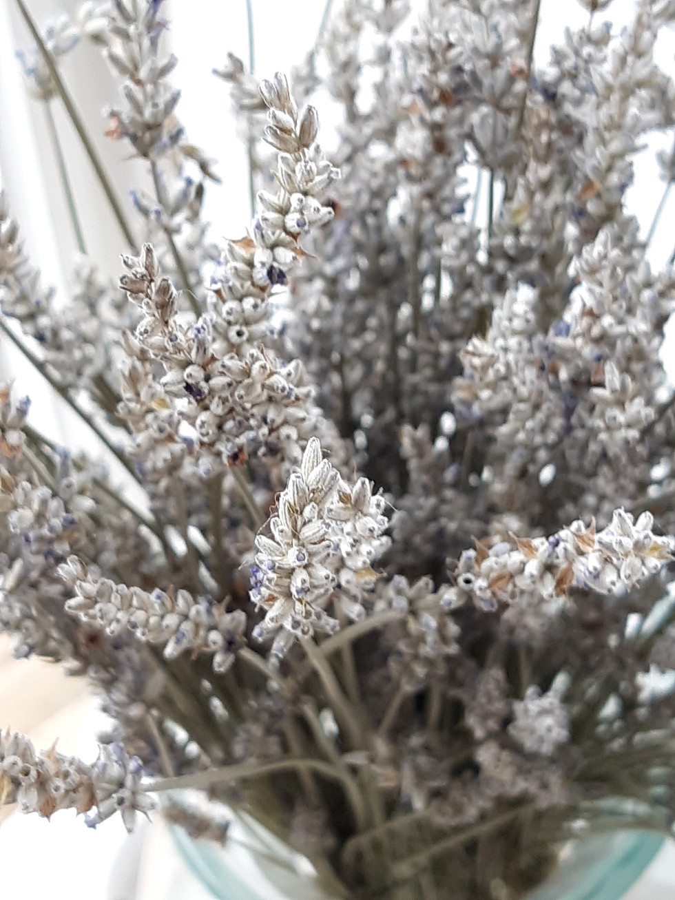 Thumbnail: Dry Lavender Bundle