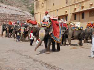 Elephant sanctuary experience in Jaipur with tourists feeding elephants