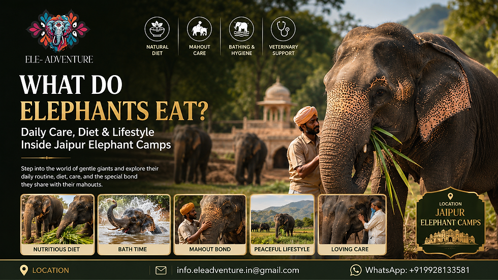 What Do Elephants Eat? Daily Care, Diet and Lifestyle Inside Jaipur Elephant Camps with Elephant Feeding, Bathing and Mahout Care