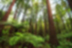 Redwood-Forest-Wallpapers-Sequoia-3.jpg