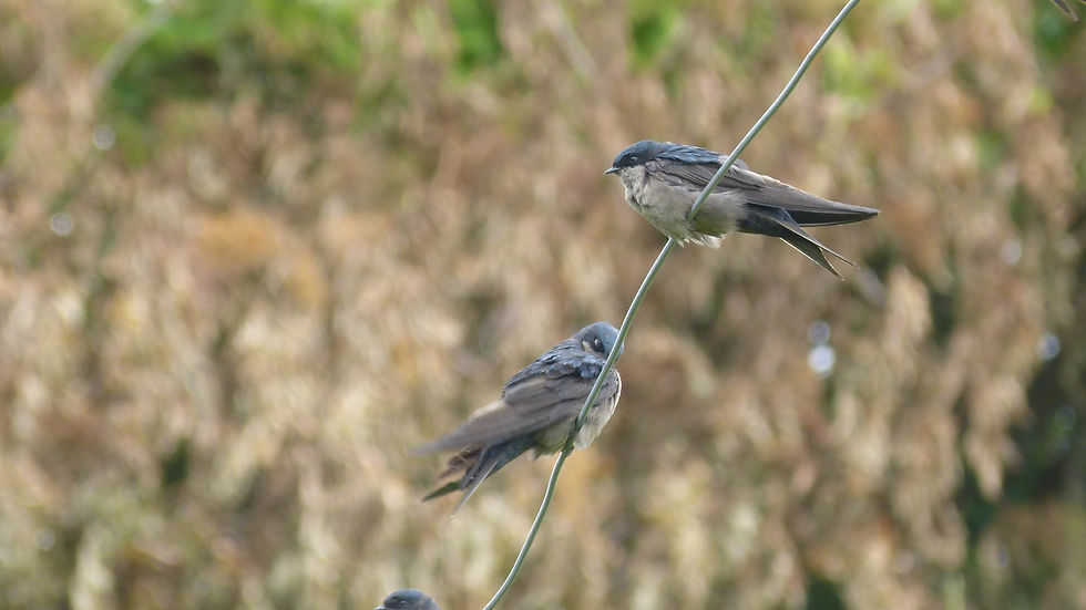 Pygochelidon cyanoleuca