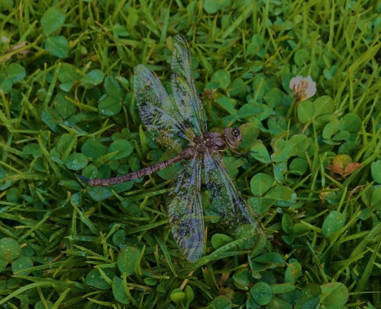 Corduliidae