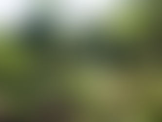 Burle Marx e a importância da valorização do meio ambiente