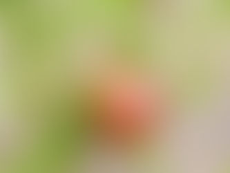 Mangaba muito além de “coisa boa de comer”