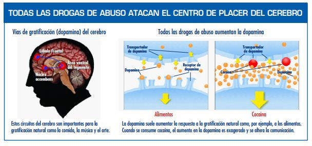 ¿Cómo actúan las drogas sobre el cerebro?
