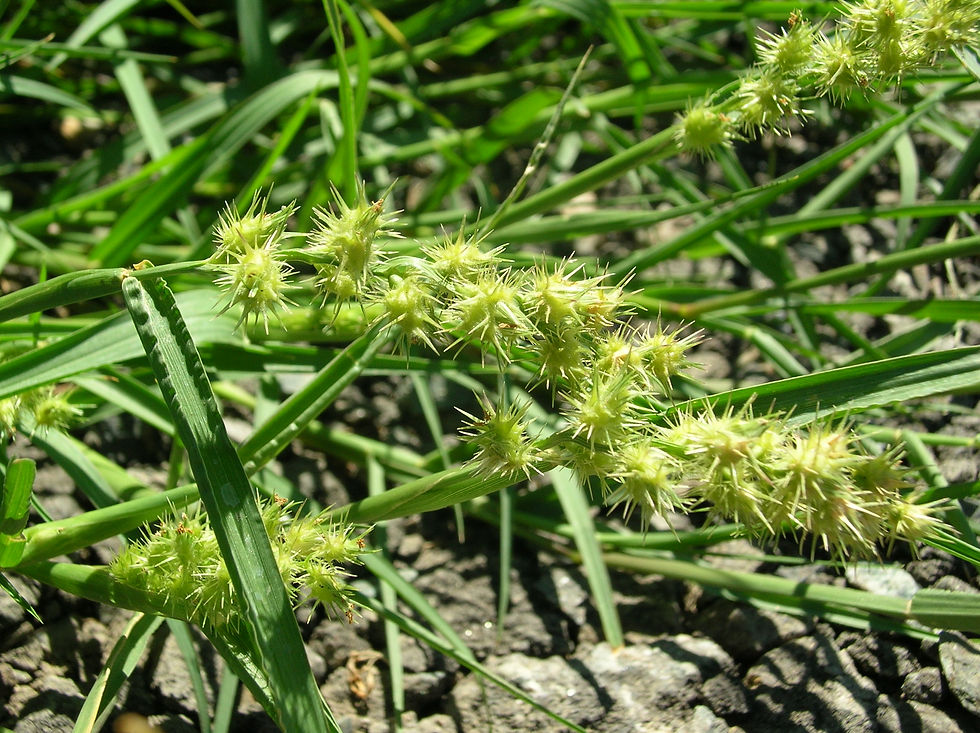 Invasive Plants (Weeds) | Species to Watch for in the Okanagan-Similkameen