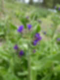 Anchusa or Common Bugloss_LScott.JPG