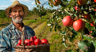 Apple-Farmer-WIX.jpg