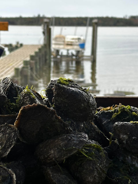 oyster farm oysters nc seafood carteret county north carolina