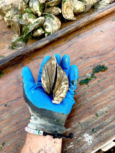 Buy fresh, local Carteret County oysters | Changing Tide Oyster Co.
