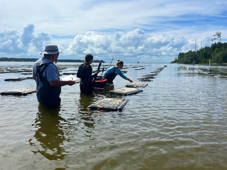 oyster farm in north carolina oyster trail nc sea grant vims aquaculture shellfish dmf oyster farm farming