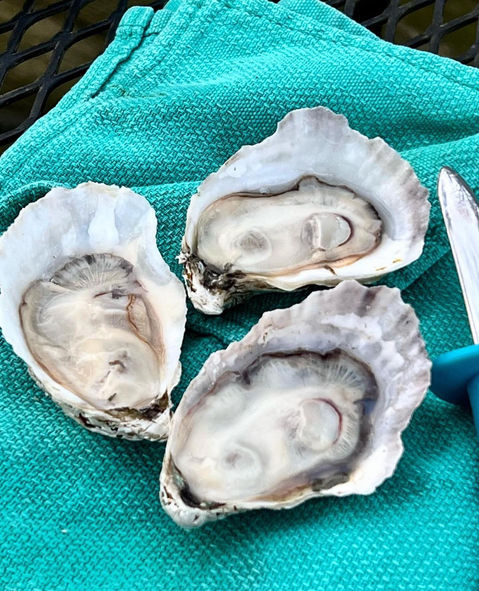 oysters from south river nc near beaufort north carolina in carteret county
