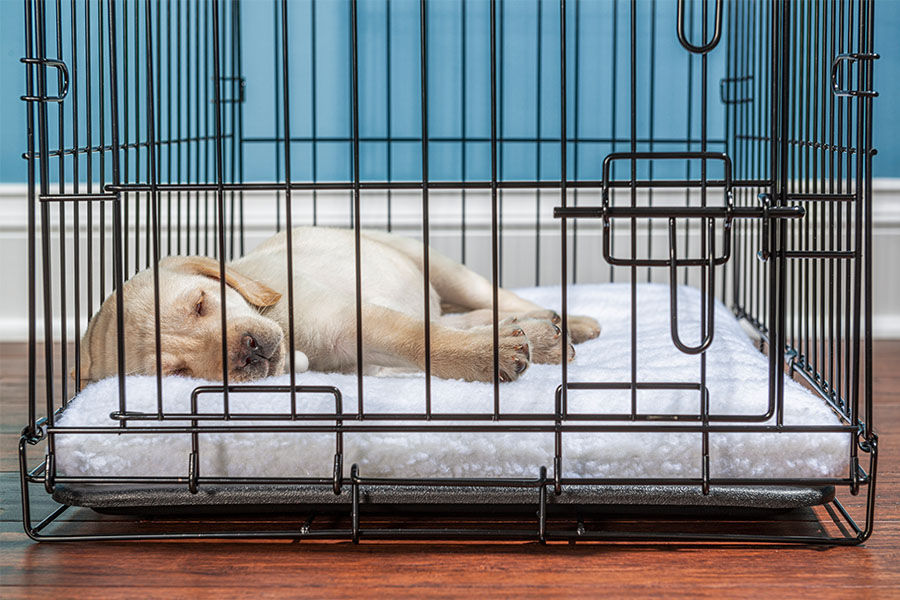 The Benefits of Crate Training