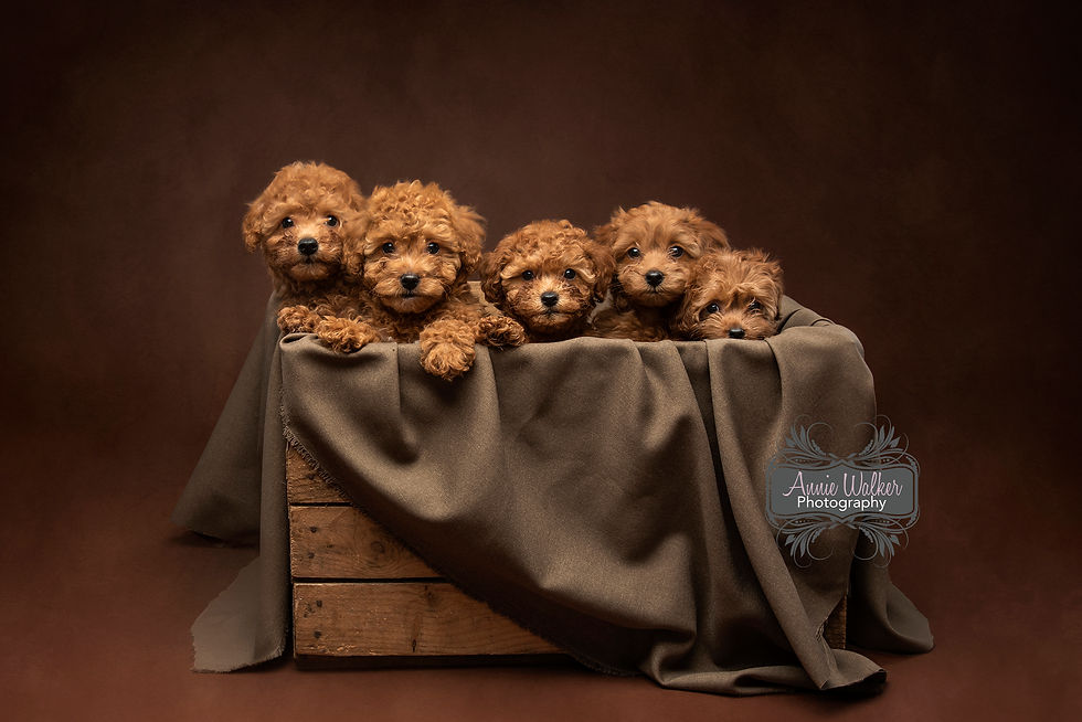 Puppy photographer gosport