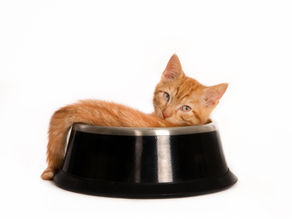 O que preciso avaliar antes de adotar um gato?