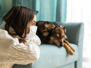 Como identificar e tratar a alergia em cachorro